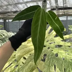 MS050 10株セット Warocqueanum アンスリウム ワロクアナム - メルカリ