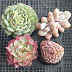 【フォロワー様感謝品】４種盛り①★エケベリア★多肉★多肉植物★寄せ植え★