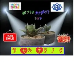 5:アガベ /SAD/ 南アフリカダイヤモンド/激安/発根済み/極美中株/