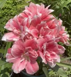 ダン＆ロン様 リクエスト 2点 まとめ商品