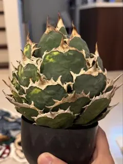 2025年最新】アガベ大株の人気アイテム - メルカリ