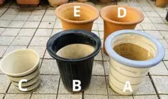 植木鉢 陶器 鉢 植木 園芸 ガーデニング 蘭鉢 5個 まとめ売り