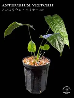 Anthurium Green Velvet✖️RVDP✖️FS 斑入り - メルカリ