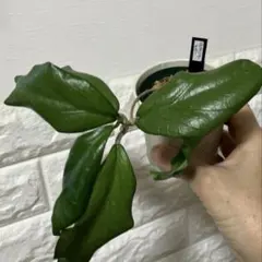 ホヤ エリスリナナラ
