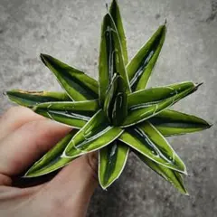 2026年最新】笹の雪 黄覆輪の人気アイテム - メルカリ