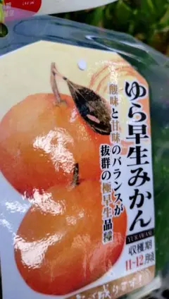 ゆら早生みかん ２年生 苗木