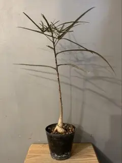 2026年最新】ブラキキトン ボトルツリーの人気アイテム - メルカリ