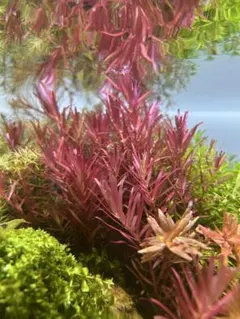 ようへい様 リクエスト 2点 まとめ商品