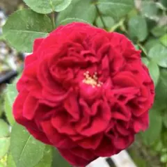 2026年最新】バラ挿し木苗の人気アイテム - メルカリ