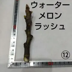 2026年最新】イチジク穂木の人気アイテム - メルカリ