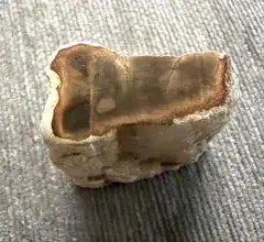 木の化石 ペトリファイドウッド 天然鉱物 珍しい形 珪化木 天然石