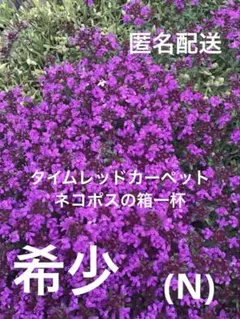 タイムレッドカーペット【グランドカバー】のサムネイル