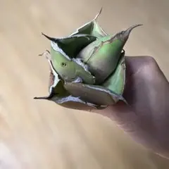 アガベ　黒豹　❽のサムネイル