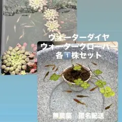 ウォーターガーデン／ビオトープへのオマケ - メルカリ