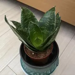 2026年最新】サンセベリアの人気アイテム - メルカリ