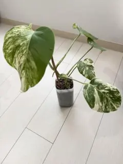 観葉植物　斑入り　モンステラ　ホワイトタイガー　白　レア　希少種