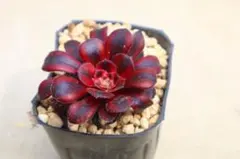 多肉植物 ❤️アエオニウム シャネル❤️韓国苗育成 抜き苗 レア品a98