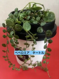 数量限定　ペペロミア　タートル　根付き　黒ポットごと発送のサムネイル