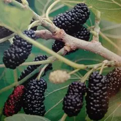 kyokyo様 リクエスト 4点 まとめ商品