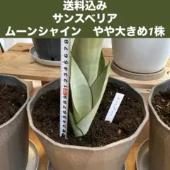 (배송비 포함) 순두베리아 문샤인 약간 큰 1주