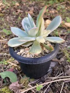 多肉植物　エケベリア　ルエラ錦　双頭極美苗