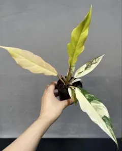 現品 フィロデンドロン キャラメルマーブル 54番 観葉植物 レア