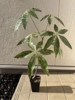 2025年最新】パキラ 斑入り 実生の人気アイテム - メルカリ