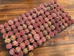 k*o様 AQ1262　アイスアイス　105苗　多肉植物 土と根付き エケベリア