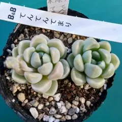 サボテン相談室さん苗 牛若丸 ロメオ 原種 札付き 鉢ごと発送 - メルカリ