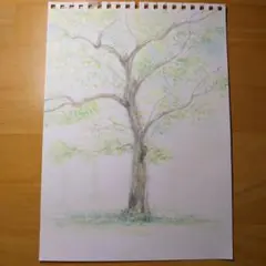 水彩画 　木　手描き　スケッチ