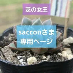 saccon様 リクエスト 2点 まとめ商品