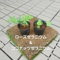 ハーブ苗　ローズゼラニウム&ココナッツゼラニウムのサムネイル