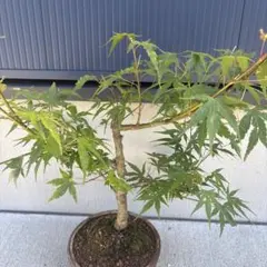 枝垂れ紅葉 ムツベニ 468 - メルカリ