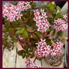 桜花月　苗のサムネイル