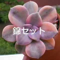 ❤️専用出品❤️ラブリーローズ錦❤️カキコカット★11 ラブリーローズ錦 – 多肉植物の通販・販売サイト tawawa