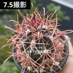 2026年最新】サボテン 神仙玉の人気アイテム - メルカリ
