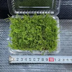 愛媛県産　大容量天然シノブゴケ　30パック　19.0×12.3×4センチ　使用 2026年最新】シノブゴケの人気アイテム - メルカリ