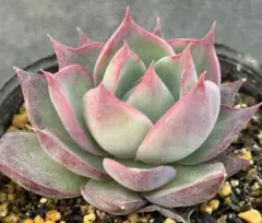 tts luuly様 リクエスト 2点 まとめ商品