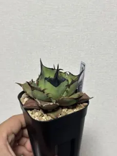 2026年最新】agave dennisの人気アイテム - メルカリ