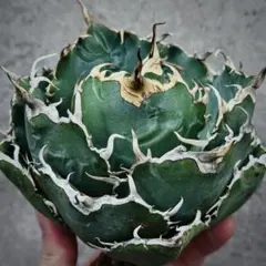 2026年最新】アガベ 白鯨 ボールの人気アイテム - メルカリ