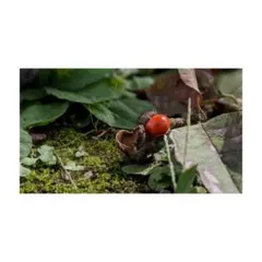 水曜１０％OFF◎揺れる/絵画フェルメール/真珠の耳飾りの少女イメージイヤーカフ