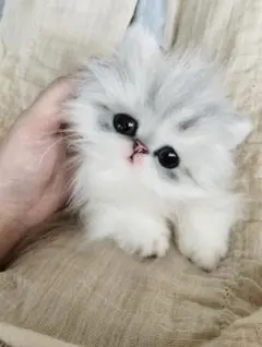 かまって〜♪♪チンチラシルバー子猫ちゃん♡アートドール♡ぬいぐるみ♡