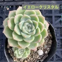 ꕤclara*様 リクエスト 2点 まとめ商品