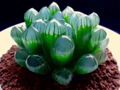 3184 水宝玉 ブルー　多肉植物 ハオルチア アロエのサムネイル
