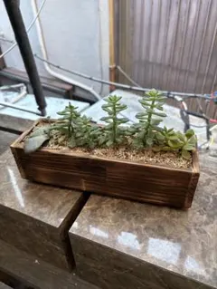 多肉植物用 木製鉢 ※植物・土なし 状態良好です。