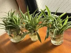 2026年最新】オリヅルラン 水栽培の人気アイテム - メルカリ