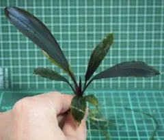 2025年最新】ブセファランドラ ディープパープルの人気アイテム - メルカリ