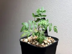 【セール】ボスウェリア　ネグレクタ　No.001　メルカリ便　鉢、送料込 現品限り】ボスウェリア・ネグレクタ 実生【U18】 Boswellia