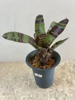 ネオレゲリア ノーマン・ベイツ　Neo. Norman Bates 若苗 ネオレゲリア ノーマン・ベイツ Neo. Norman Bates 若苗 2025年最新