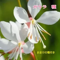 ガウラ　種子　種　白蝶草　花の種　多年草